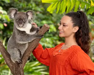 Kuranda Koala Gardens