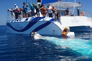 Exclusive Hervey Bay Whale Watching Encounter