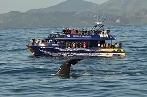 Wawahia & Tail.JPG