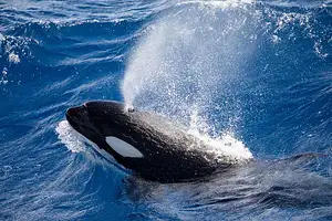 Albany Killer Whale Expedition