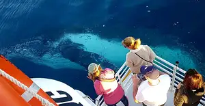 Whalesong-Cruises-Hervey-Bay-humpback-whale-watching-whos-watching-who-1-1024x528 (1).jpg