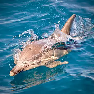Wild Dolphin Watch