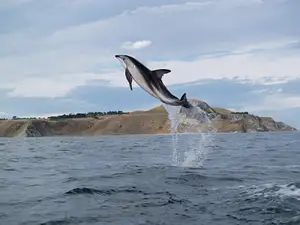 Kaikoura Whale Watching Kayaking Tour
