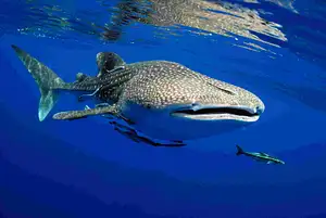 24 Days Perth to Darwin Tour Combo | Adventure Tours Australia