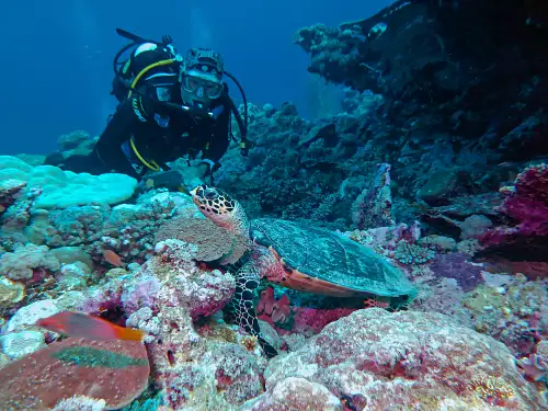 Dive The Muiron Islands from Exmouth | Certified & Intro Dives