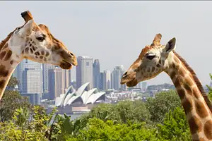 Taronga Zoo Sydney Harbour