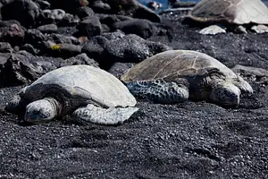 Big Island Grand Circle Island Tour