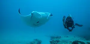 Ningaloo Reef dive