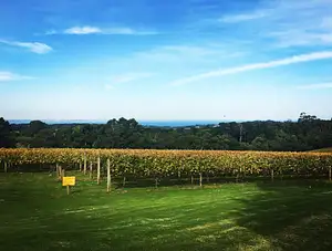 Yarra Valley Wine Tour with Lunch