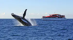 Whale
