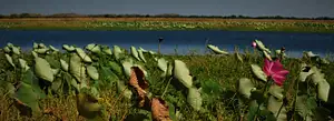 Mikinj Valley (Red Lily) Arnhem Land Sightseeing Tour From Darwin