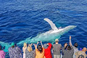 30 Minute Jet Ski Safari + Whale Watching for 2