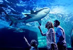 Night at the Aquarium – Cairns After Dark Experience