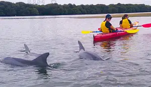 Adelaide Dolphin Sanctuary