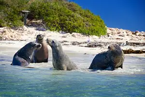 wildlife cruise shoalwater islands marine park