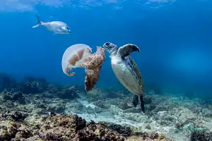 Snorkel with Turtles | Gold Coast